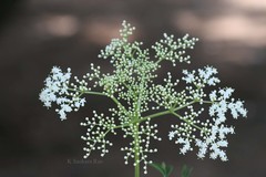 Sambucus canadensis
